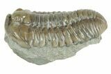 Fossil Flexicalymene Trilobite - Mt Orab, Ohio #380308-1